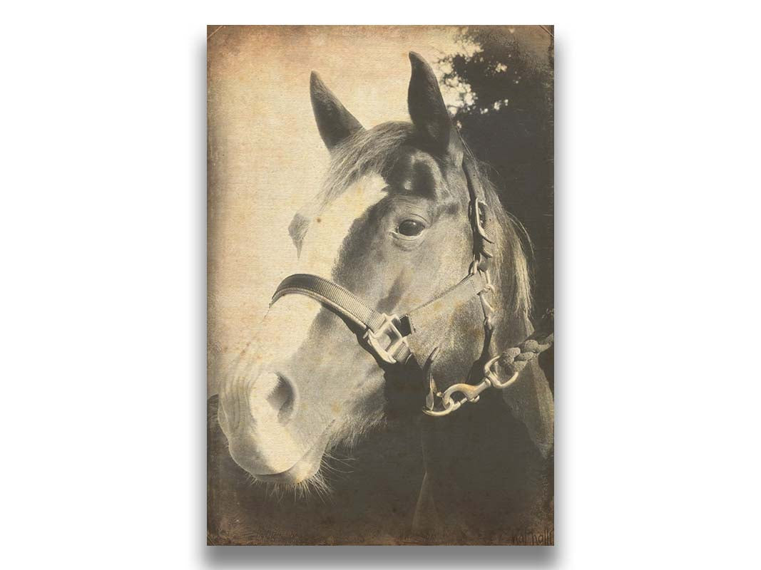 A portrait photo of a horse, taken in black and white and overlayed with brown wear and stain textures. Printed on canvas.