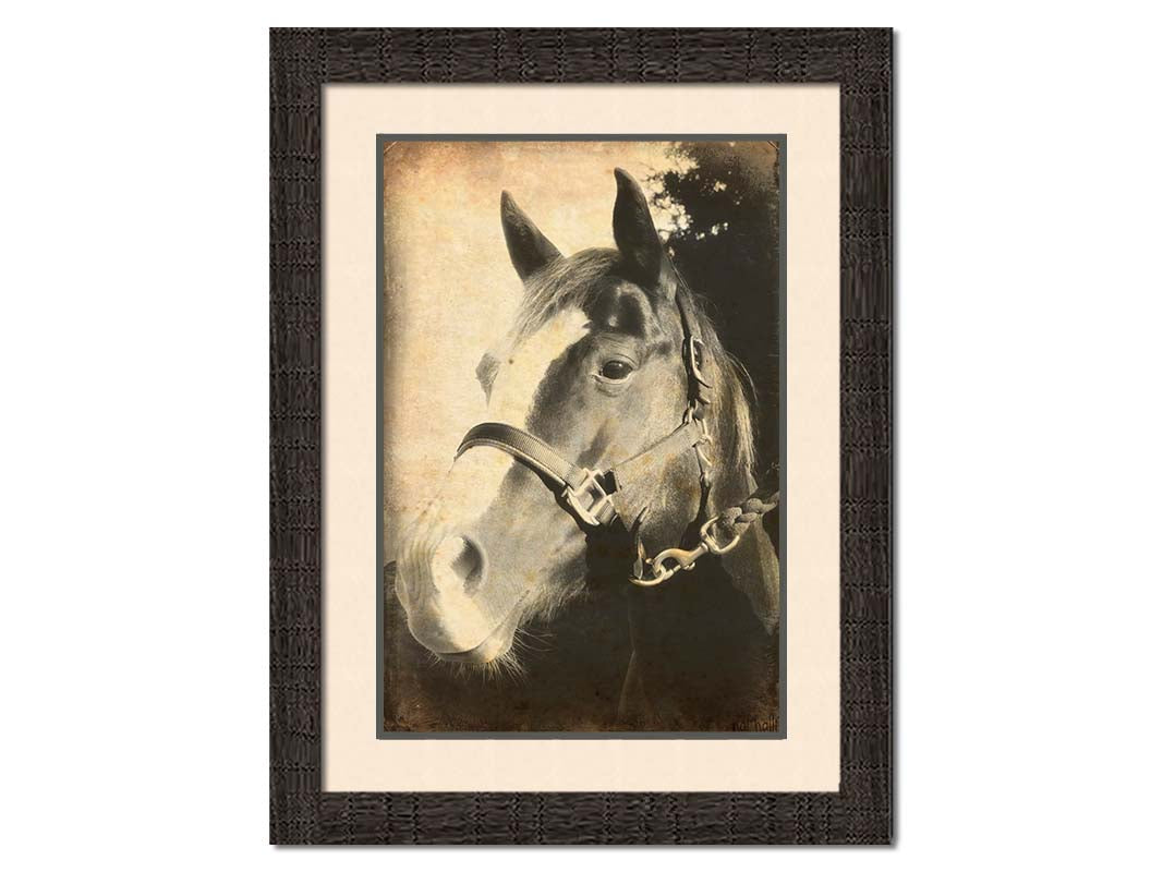 A portrait photo of a horse, taken in black and white and overlayed with brown wear and stain textures. Printed on paper, matted, and framed.