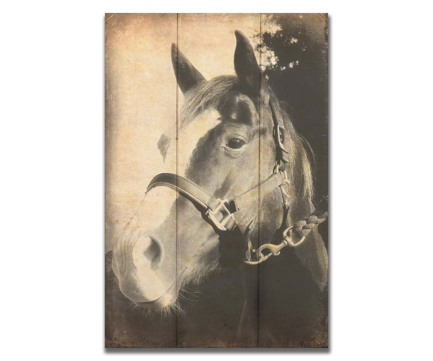 A portrait photo of a horse, taken in black and white and overlayed with brown wear and stain textures. Printed on a box board.