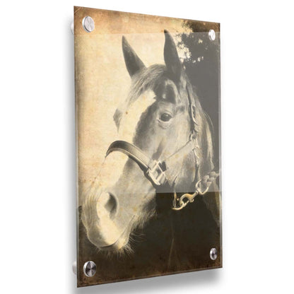 A portrait photo of a horse, taken in black and white and overlayed with brown wear and stain textures. Printed on acrylic.