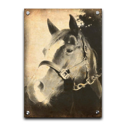 A portrait photo of a horse, taken in black and white and overlayed with brown wear and stain textures. Printed on acrylic.