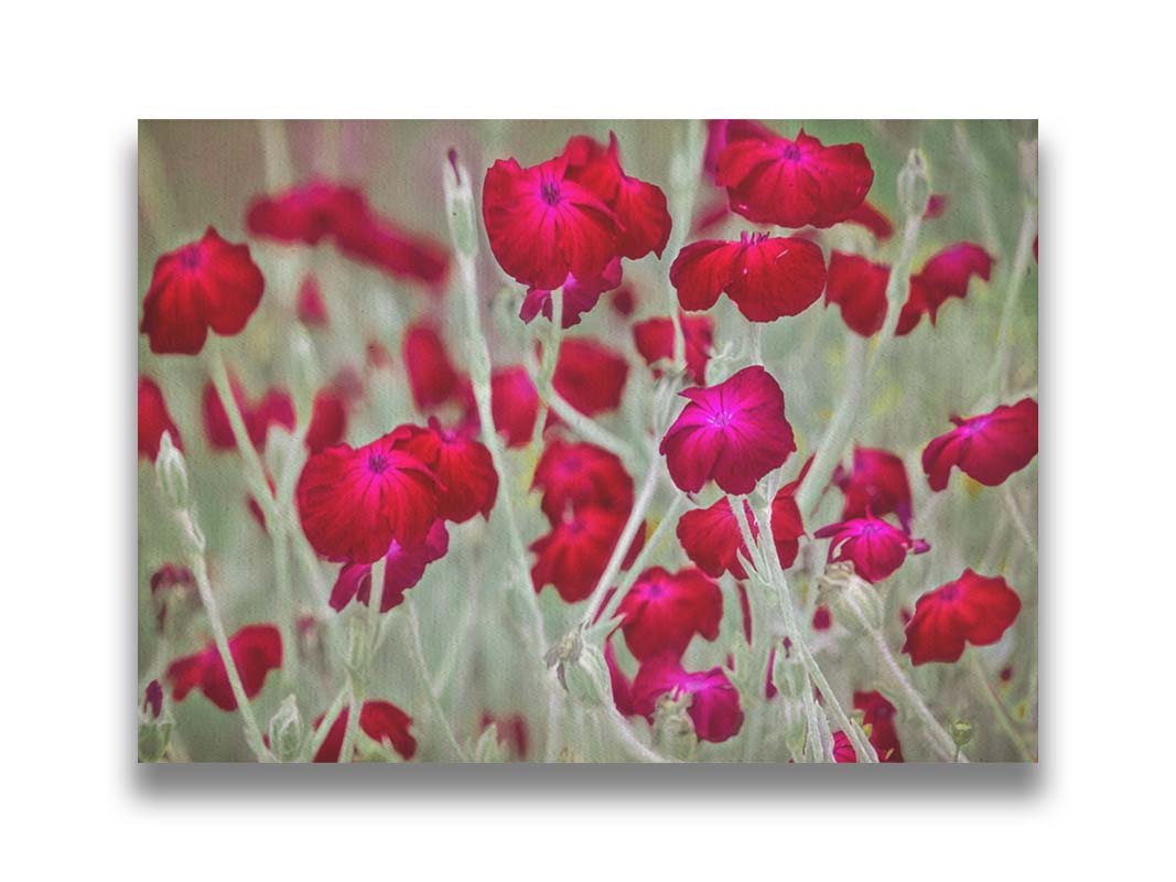 A photo of a field of red flowers, increased in saturation compared to the washed greens of the environment. Printed on canvas.