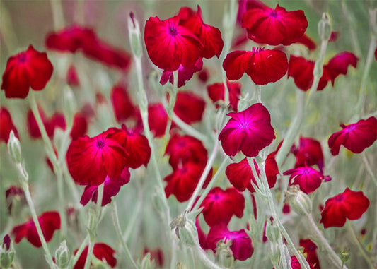 A photo of a field of red flowers, increased in saturation compared to the washed greens of the environment. 