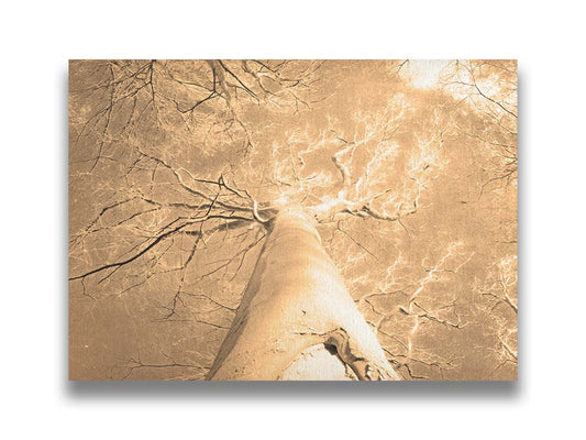 A photo looking up the trunk of a tree that has lost its leaves for winter. Printed on canvas.