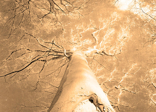 A photo looking up the trunk of a tree that has lost its leaves for winter. 