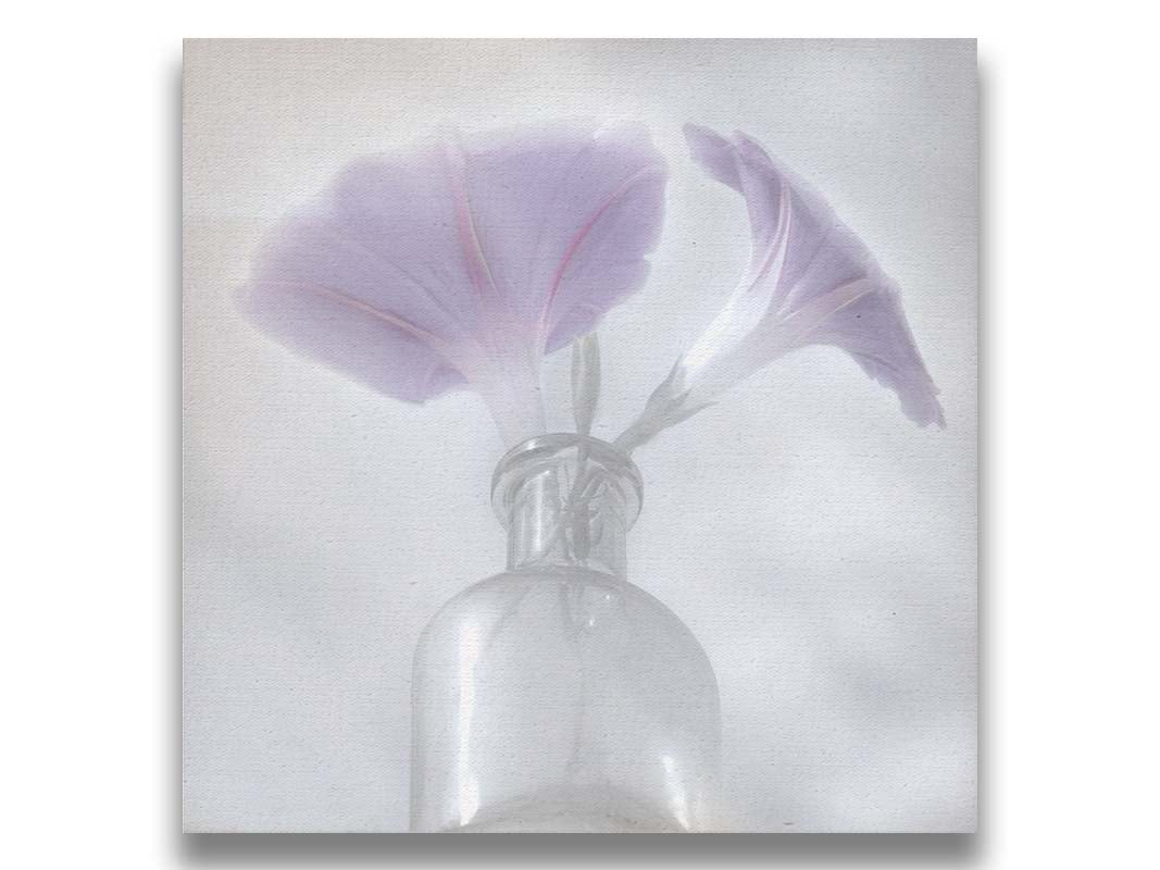 A close-up photo of pale purple morning glory flowers in a small glass vase with a white backdrop. Printed on canvas.