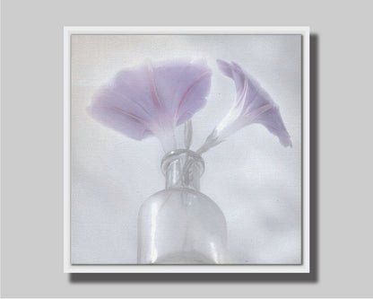 A close-up photo of pale purple morning glory flowers in a small glass vase with a white backdrop. Printed on canvas in a float frame.