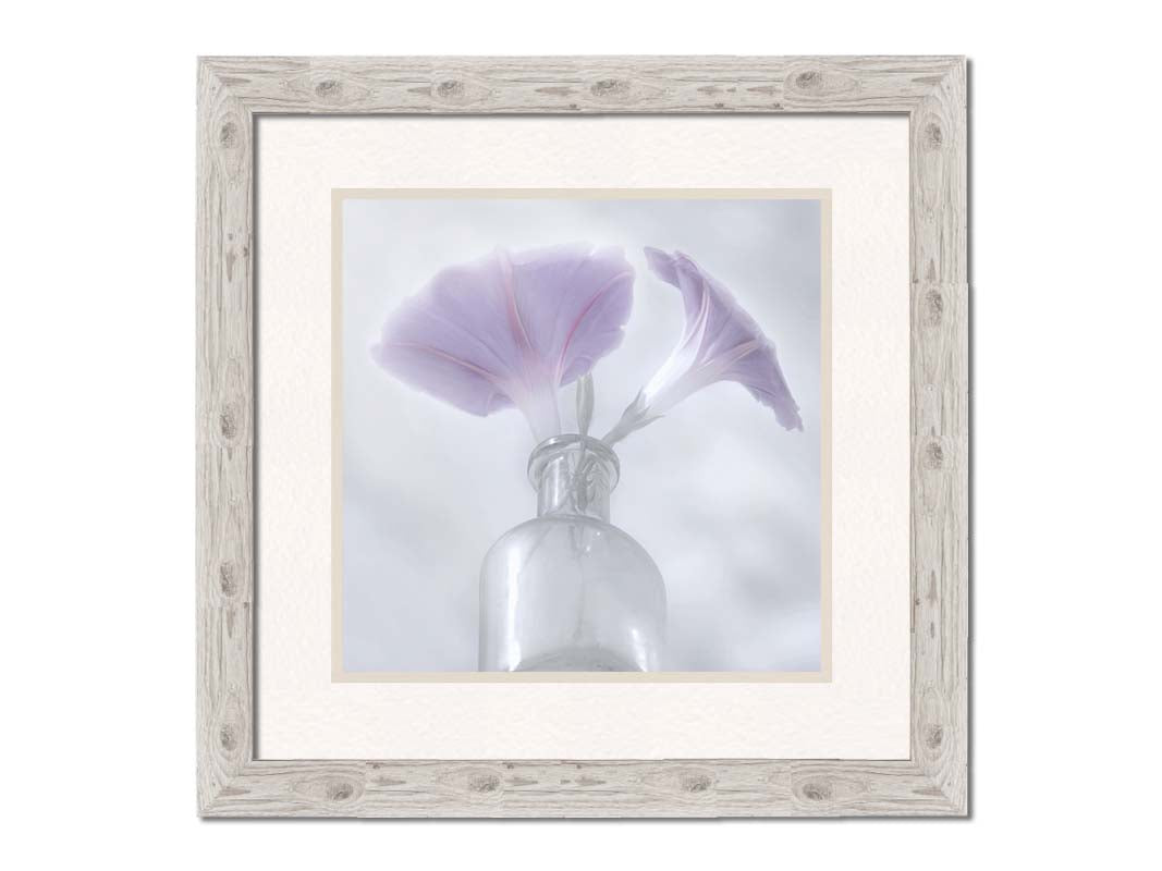 A close-up photo of pale purple morning glory flowers in a small glass vase with a white backdrop. Printed on paper, matted, and framed.