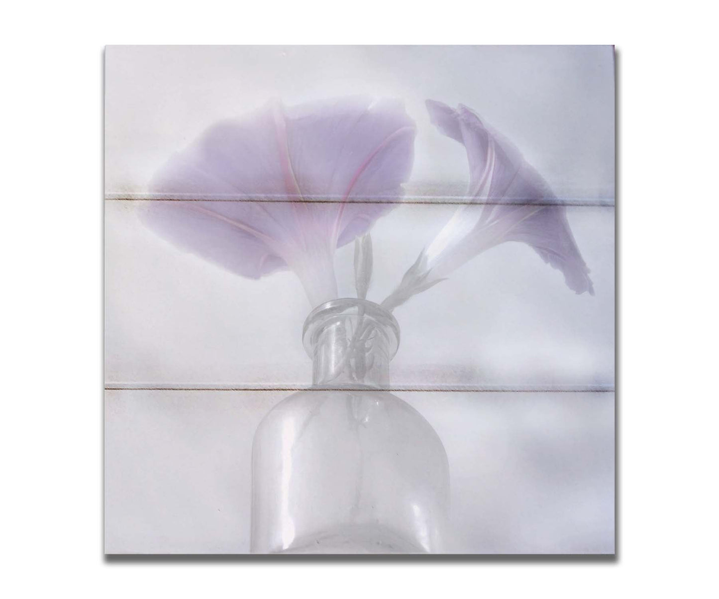 A close-up photo of pale purple morning glory flowers in a small glass vase with a white backdrop. Printed on a box board.