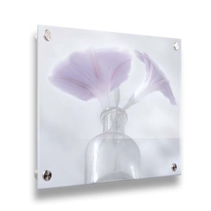 A close-up photo of pale purple morning glory flowers in a small glass vase with a white backdrop. Printed on acrylic.