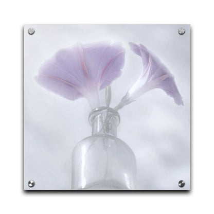 A close-up photo of pale purple morning glory flowers in a small glass vase with a white backdrop. Printed on acrylic.