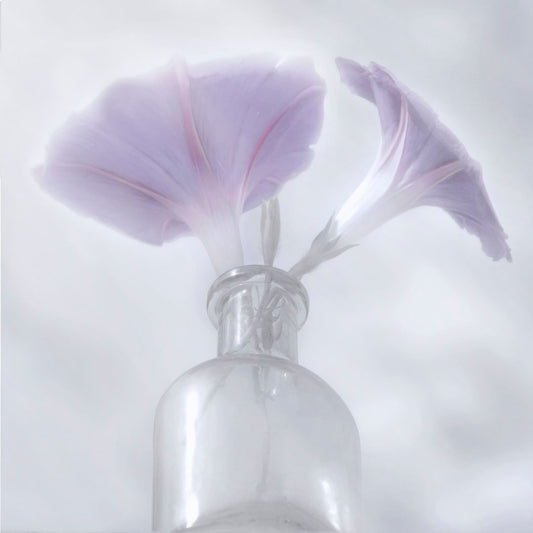 A close-up photo of pale purple morning glory flowers in a small glass vase with a white backdrop.