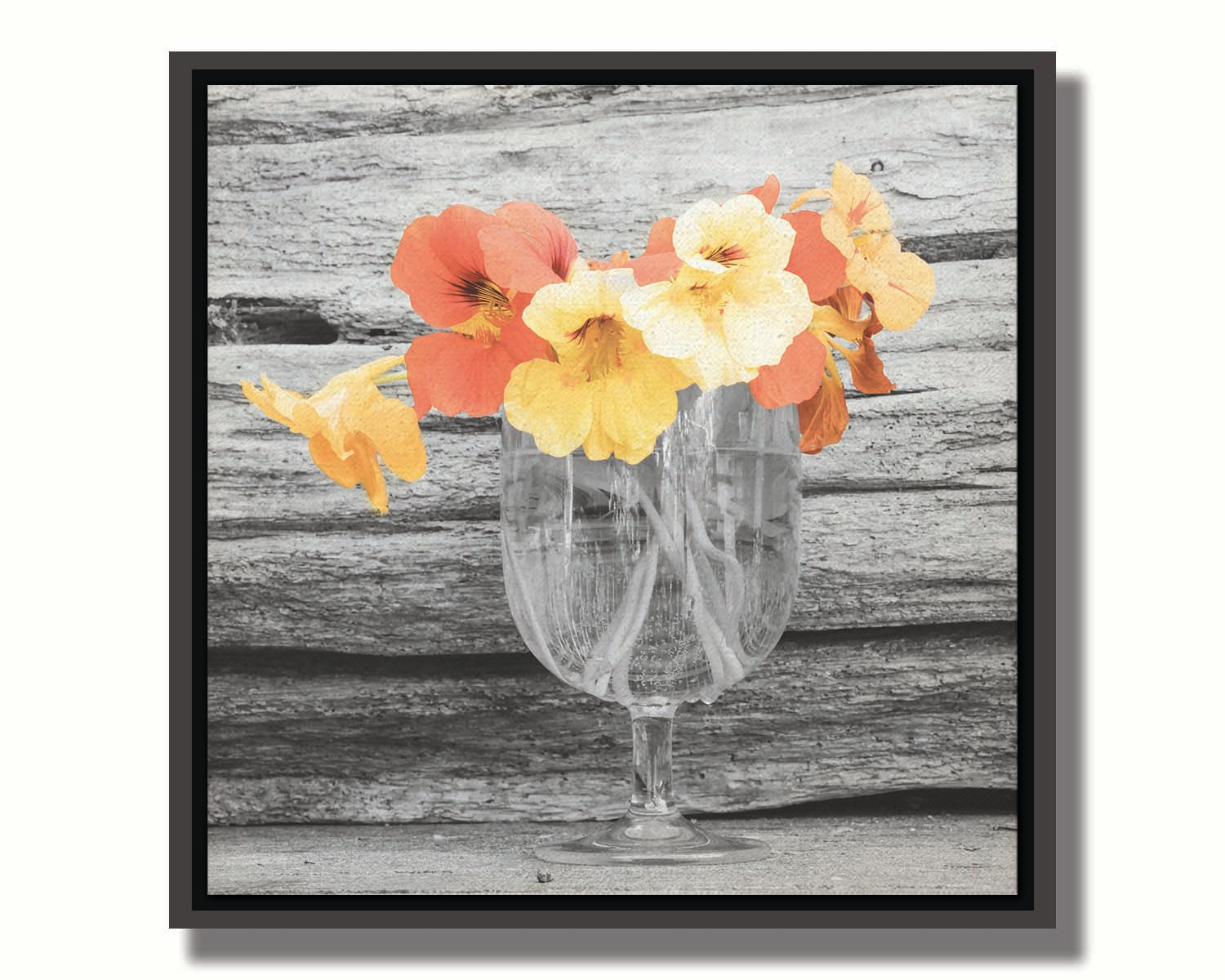 A grayscale photograph of a cup of water holding nasturtiums, against a wood wall. There is only one pop of color through the orange and yellow flower petals. Printed on canvas in a float frame.