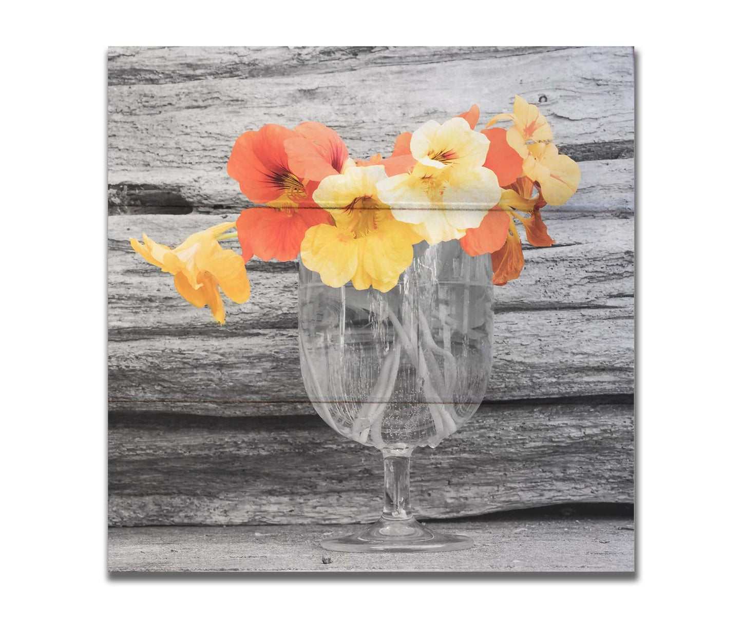 A grayscale photograph of a cup of water holding nasturtiums, against a wood wall. There is only one pop of color through the orange and yellow flower petals. Printed on a box board.