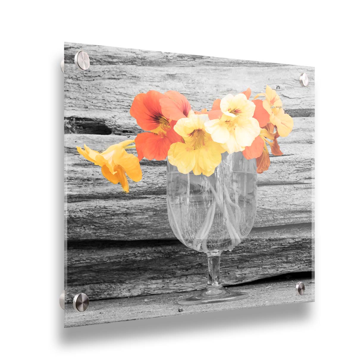 A grayscale photograph of a cup of water holding nasturtiums, against a wood wall. There is only one pop of color through the orange and yellow flower petals. Printed on acrylic.