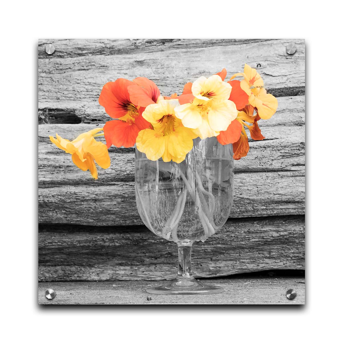 A grayscale photograph of a cup of water holding nasturtiums, against a wood wall. There is only one pop of color through the orange and yellow flower petals. Printed on acrylic.