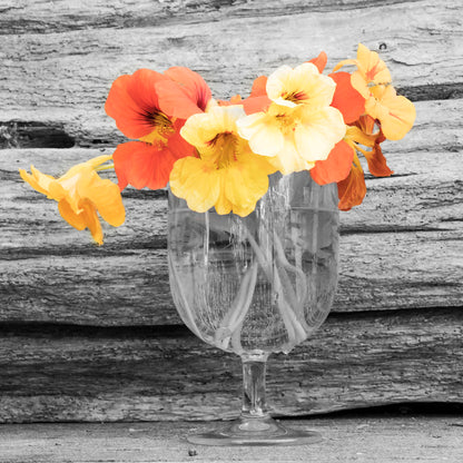 A grayscale photograph of a cup of water holding nasturtiums, against a wood wall. There is only one pop of color through the orange and yellow flower petals.