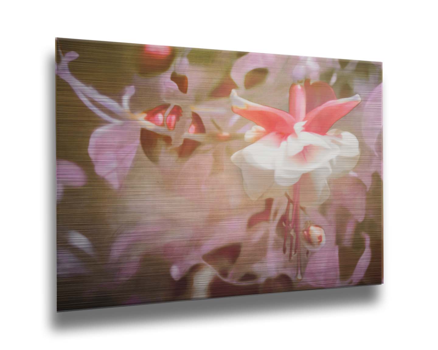 A closeup photo of a pink fuchsia plant, featuring flowers and berries. Printed on metal.