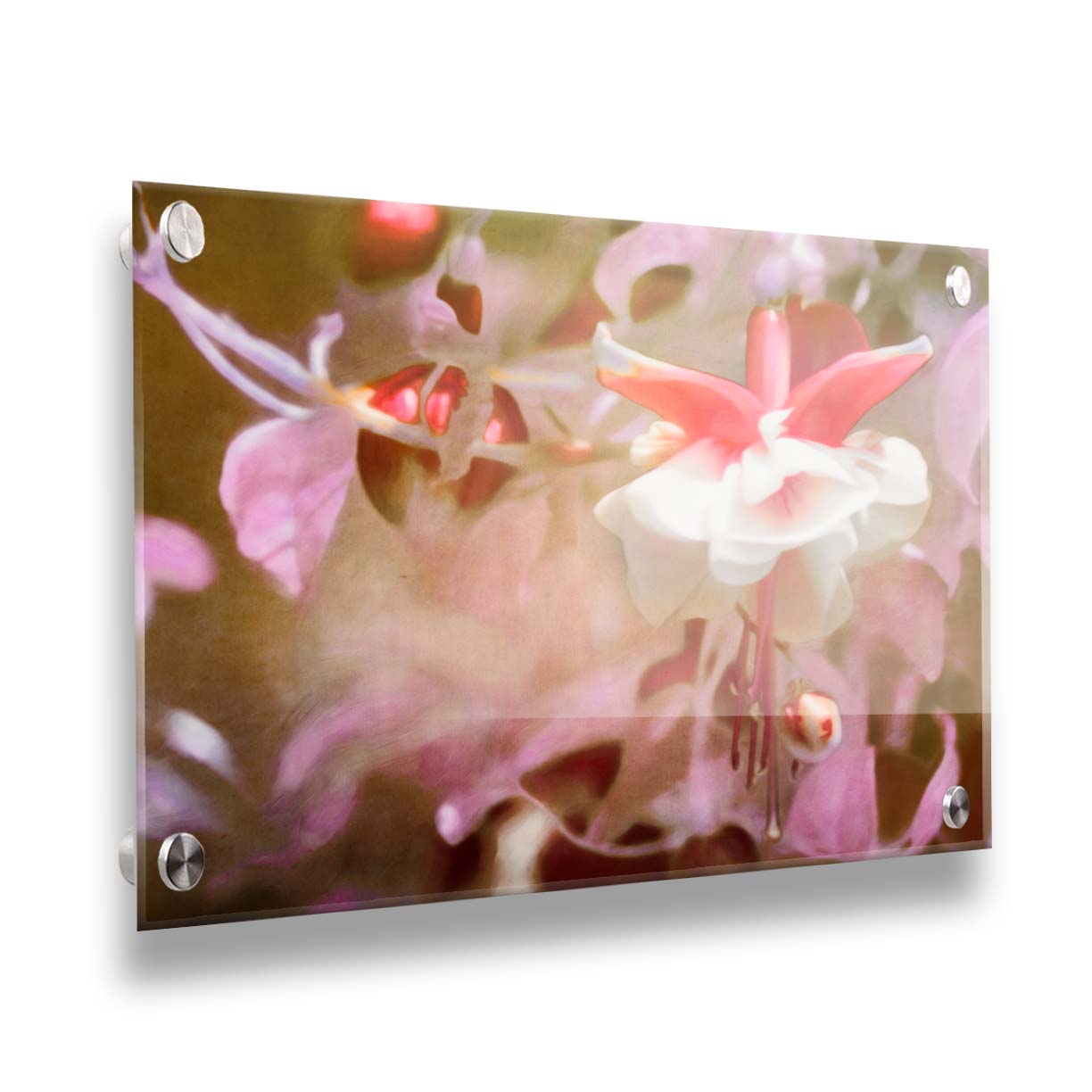 A closeup photo of a pink fuchsia plant, featuring flowers and berries. Printed on acrylic.