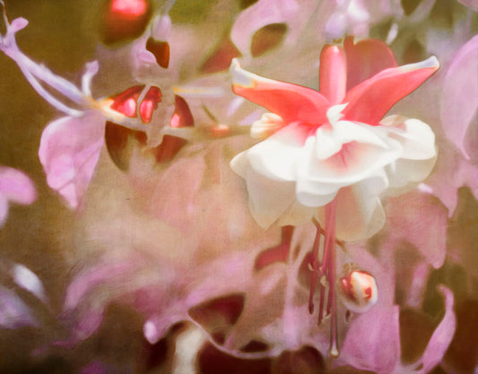A closeup photo of a pink fuchsia plant, featuring flowers and berries.