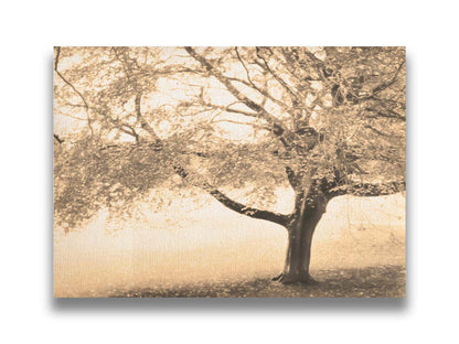 A sepia photo of a tree, steadily losing its leaves for the season. Printed on canvas.