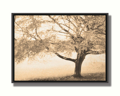 A sepia photo of a tree, steadily losing its leaves for the season. Printed on canvas in a float frame.