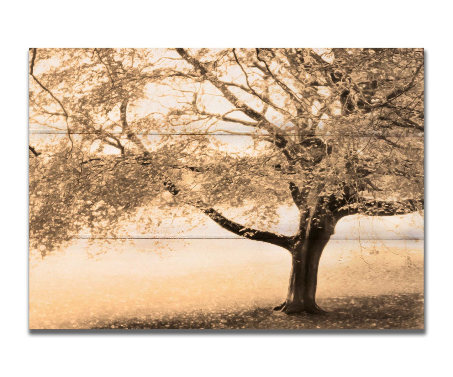 A sepia photo of a tree, steadily losing its leaves for the season. Printed on a box board.