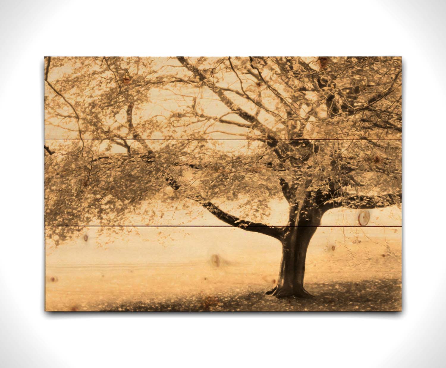 A sepia photo of a tree, steadily losing its leaves for the season. Printed on a wood pallet.