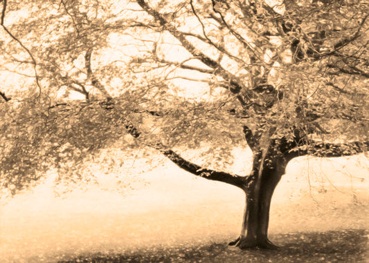 A sepia photo of a tree, steadily losing its leaves for the season.