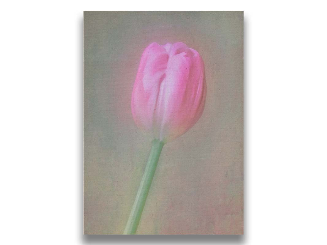 A photo of a singular pink tulip against a gray background. Soft lighting and blur effects make it appear ethereal. Printed on canvas.