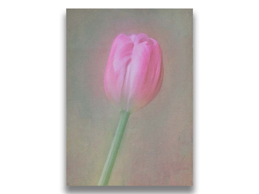 A photo of a singular pink tulip against a gray background. Soft lighting and blur effects make it appear ethereal. Printed on canvas.