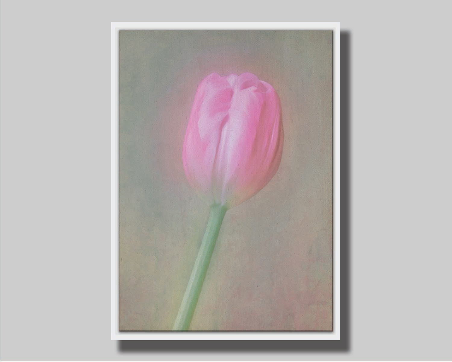A photo of a singular pink tulip against a gray background. Soft lighting and blur effects make it appear ethereal. Printed on canvas in a float frame.