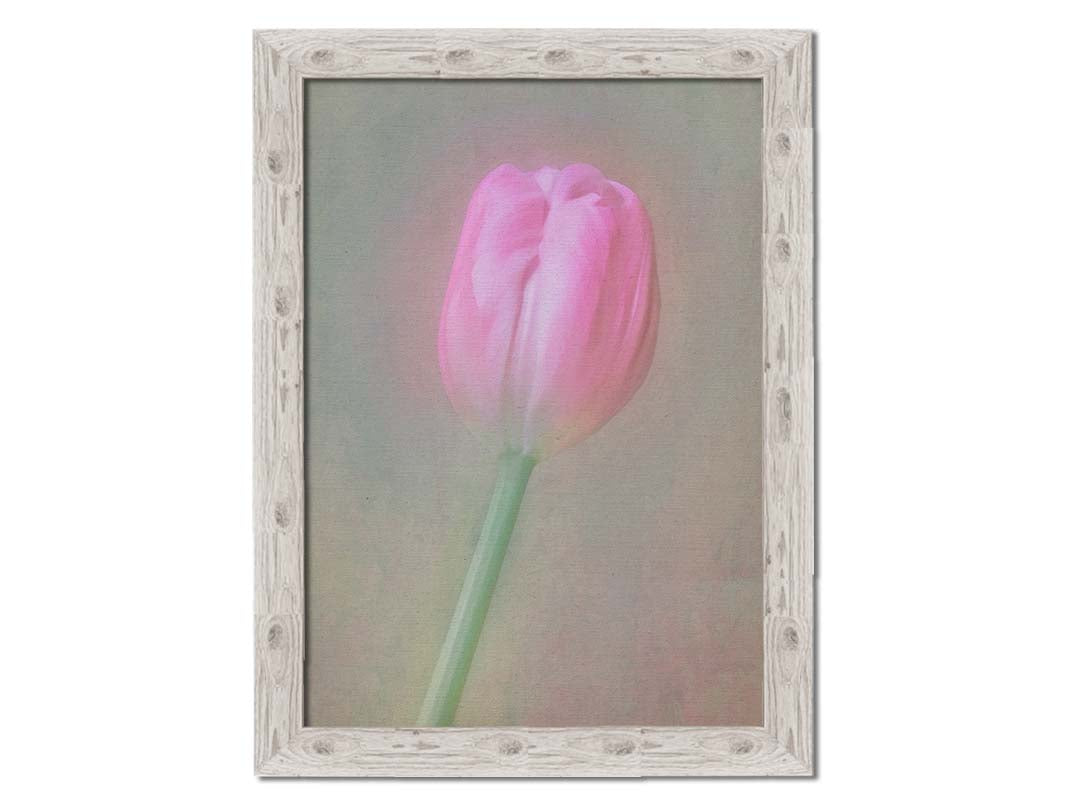 A photo of a singular pink tulip against a gray background. Soft lighting and blur effects make it appear ethereal. Printed on canvas and framed.