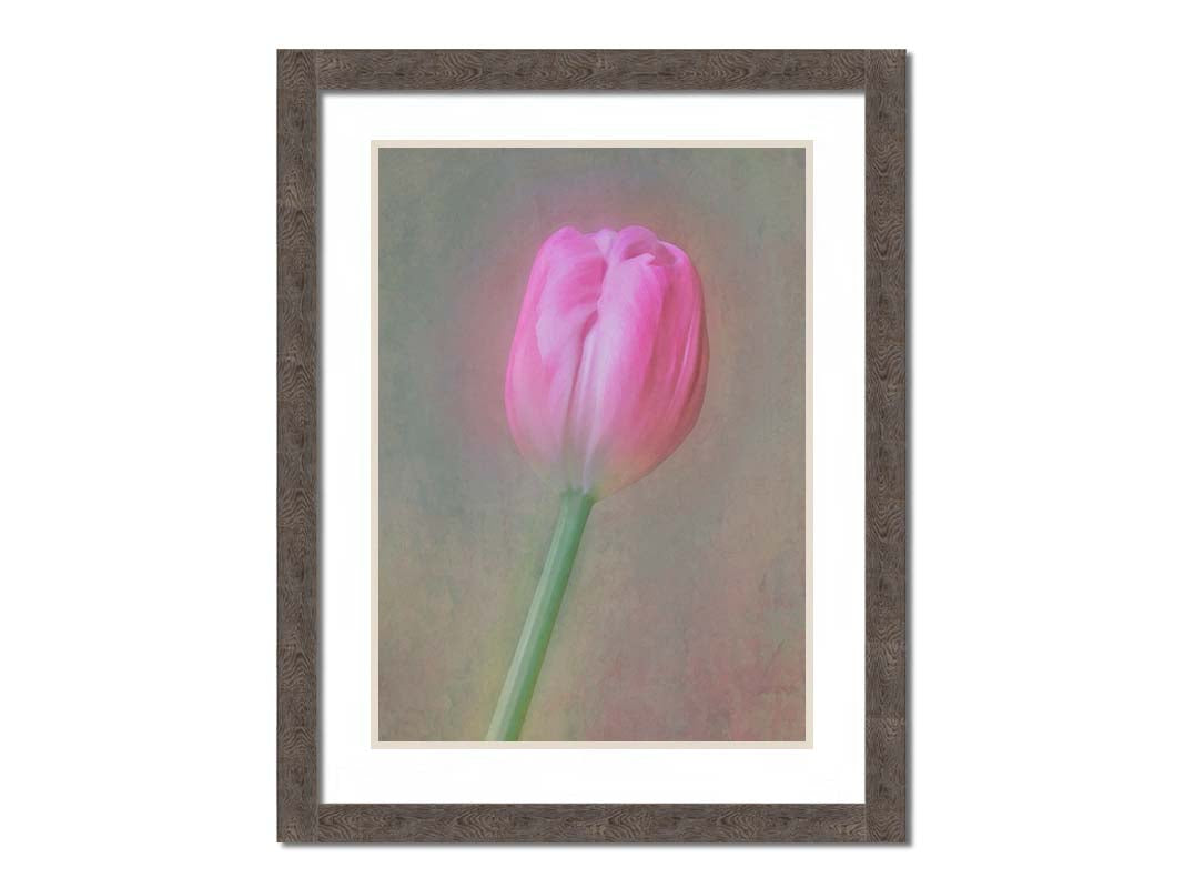 A photo of a singular pink tulip against a gray background. Soft lighting and blur effects make it appear ethereal. Printed on paper, matted, and framed.