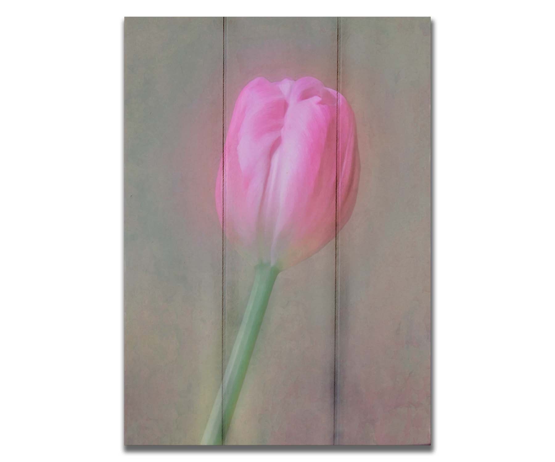 A photo of a singular pink tulip against a gray background. Soft lighting and blur effects make it appear ethereal. Printed on a box board.
