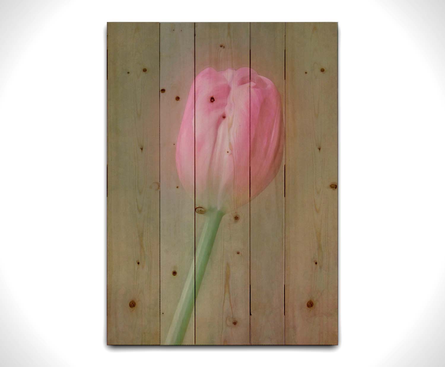 A photo of a singular pink tulip against a gray background. Soft lighting and blur effects make it appear ethereal. Printed on a wood pallet.