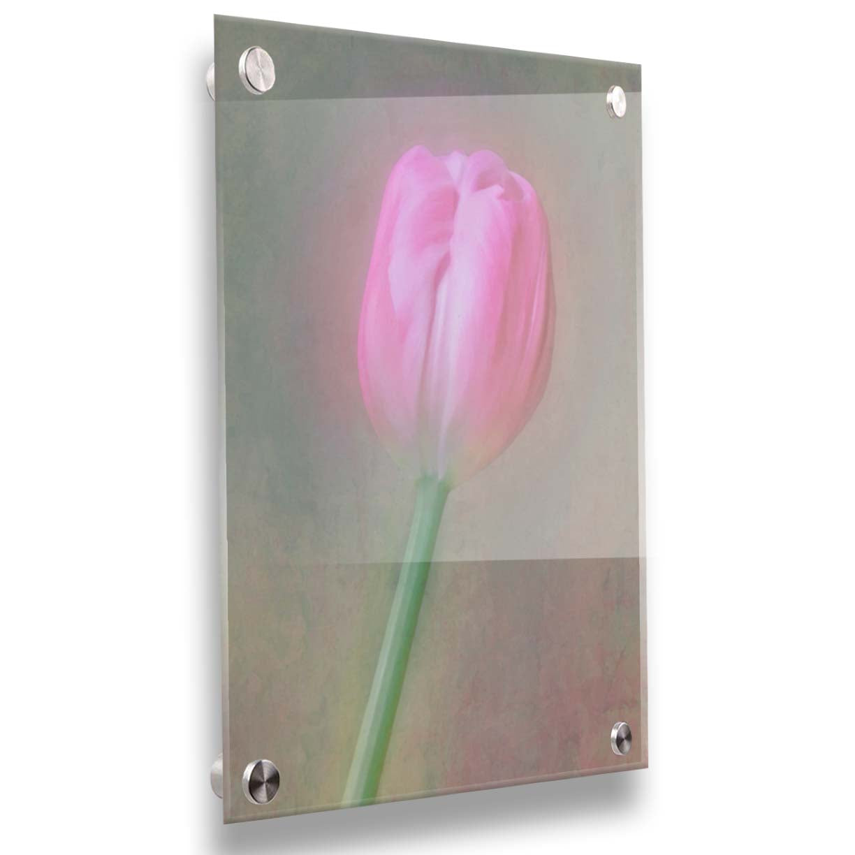A photo of a singular pink tulip against a gray background. Soft lighting and blur effects make it appear ethereal. Printed on acrylic.