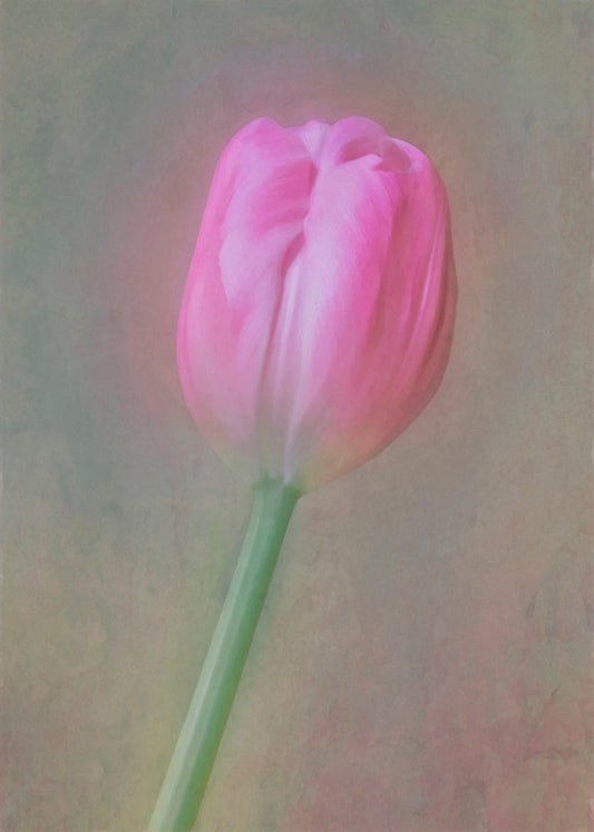 A photo of a singular pink tulip against a gray background. Soft lighting and blur effects make it appear ethereal. 