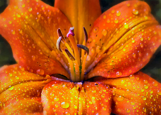A closeup photo of an orange lily, covered in water droplets and edited to have a painterly effect.