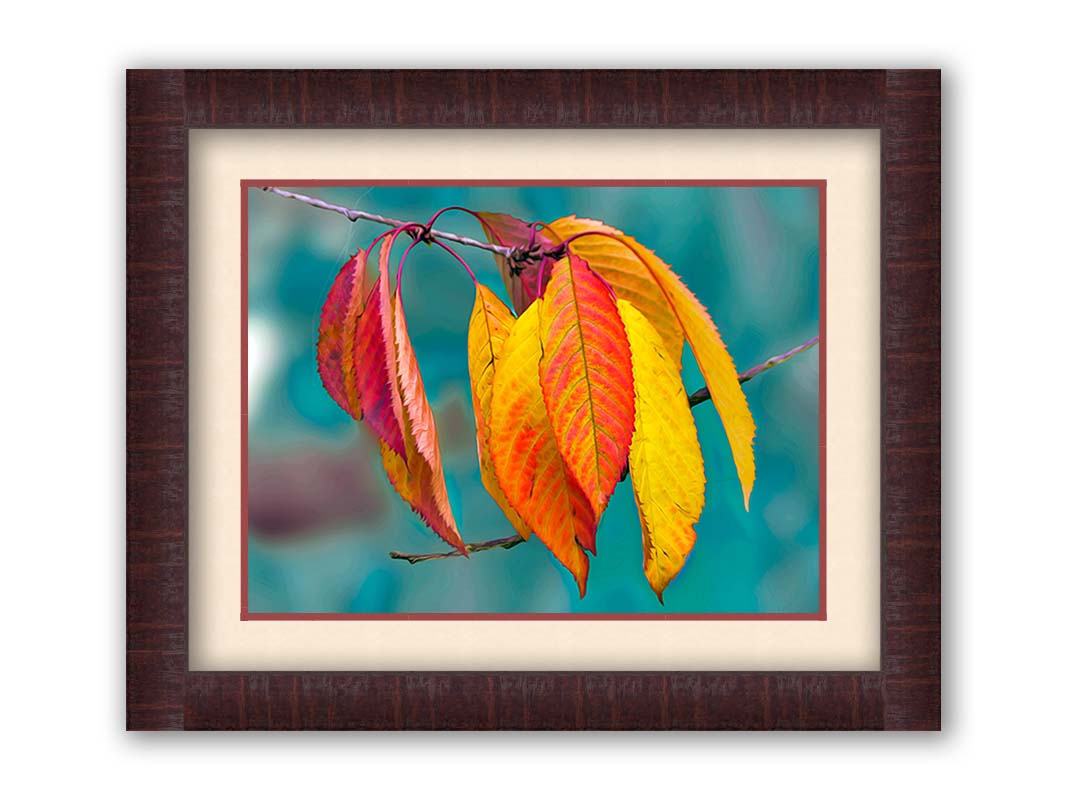 A photo of a twig of red and yellow leaves, with a blue background blurred with perspective. Printed on paper, matted, and framed.