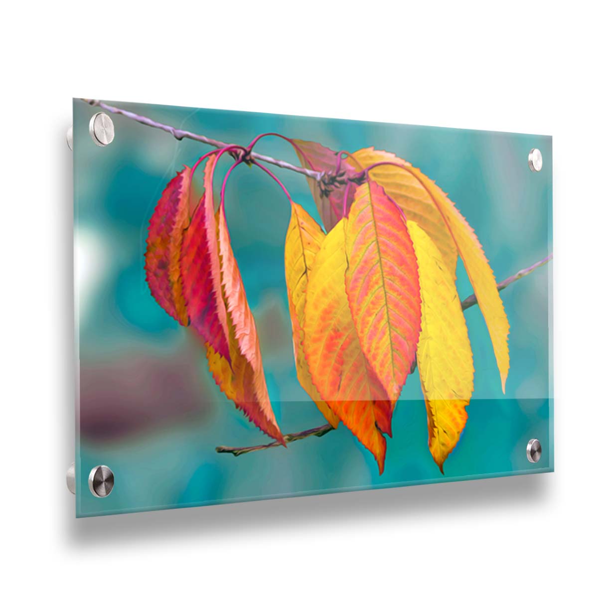 A photo of a twig of red and yellow leaves, with a blue background blurred with perspective. Printed on acrylic.