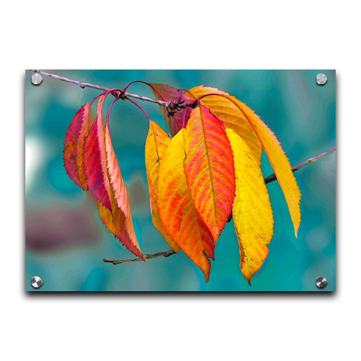 A photo of a twig of red and yellow leaves, with a blue background blurred with perspective. Printed on acrylic.