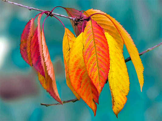 A photo of a twig of red and yellow leaves, with a blue background blurred with perspective. 