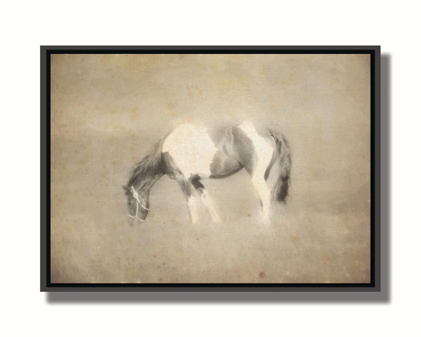 A photo of a grazing American Paint horse, textured and edited in a sepia tone with a dreamlike glow. Printed on canvas in a float frame.