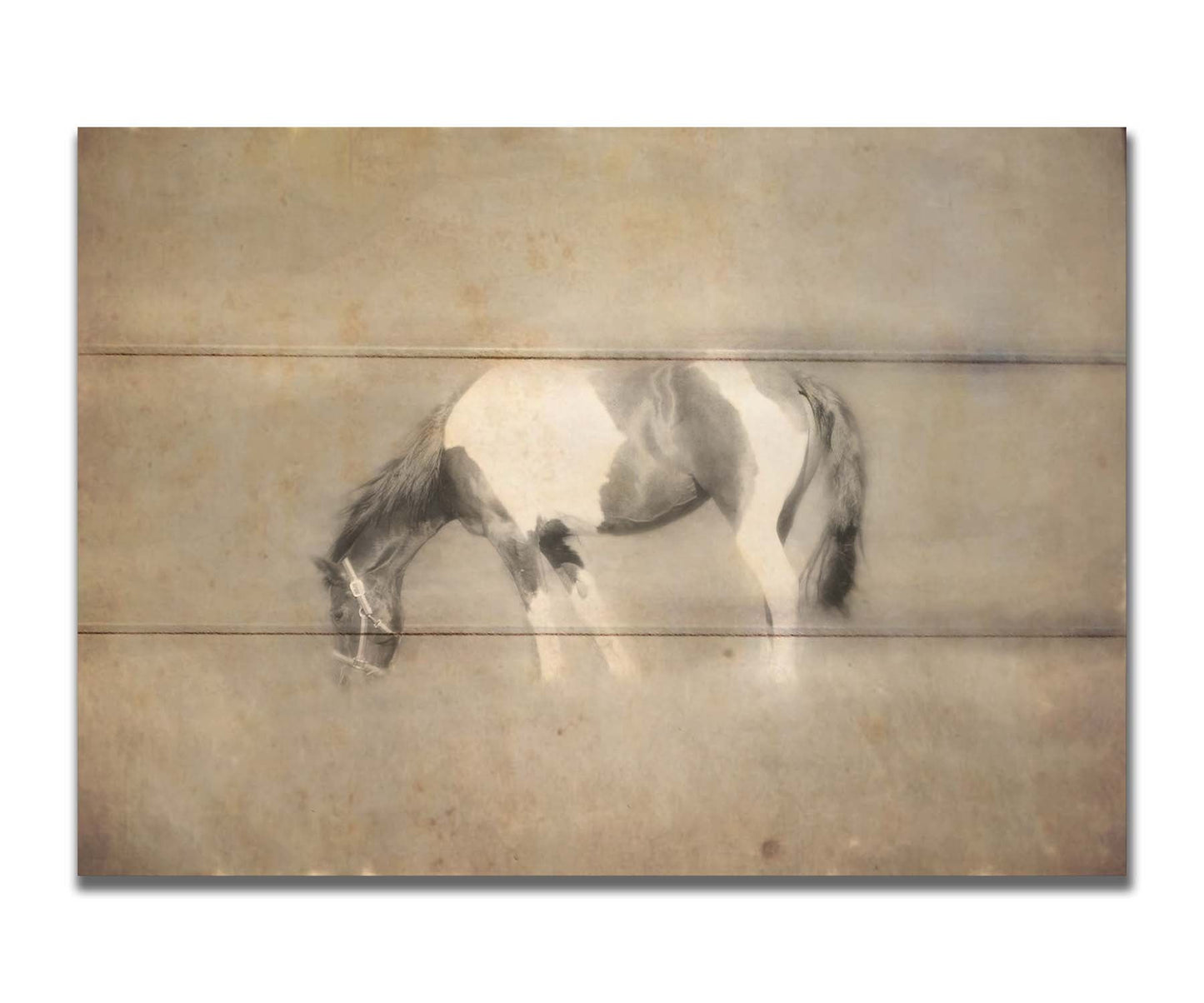 A photo of a grazing American Paint horse, textured and edited in a sepia tone with a dreamlike glow. Printed on a box board.