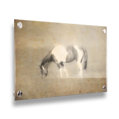 A photo of a grazing American Paint horse, textured and edited in a sepia tone with a dreamlike glow. Printed on acrylic.