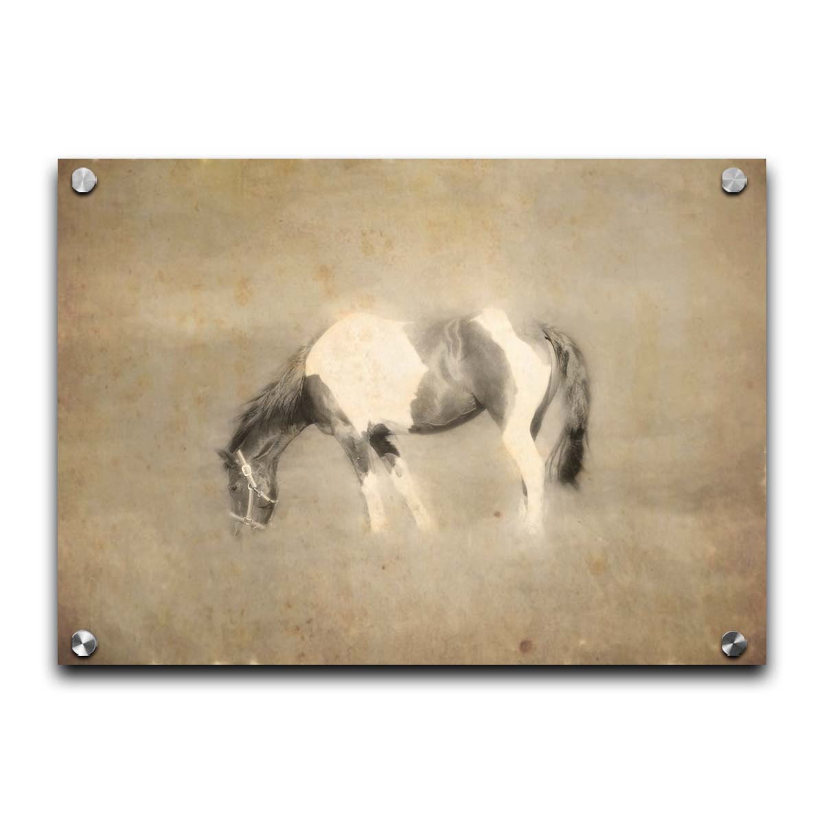 A photo of a grazing American Paint horse, textured and edited in a sepia tone with a dreamlike glow. Printed on acrylic.