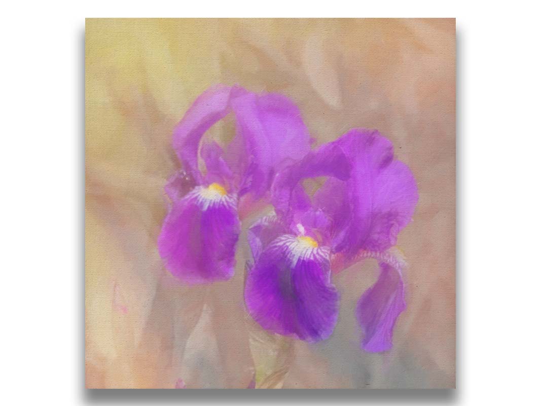 A photo of two purple irises against a brown background, textured to look like a painting. Printed on canvas.