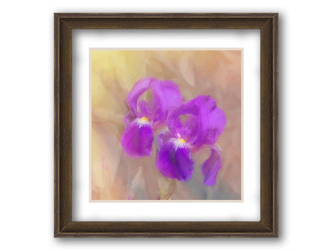 A photo of two purple irises against a brown background, textured to look like a painting. Printed on paper, matted, and framed.