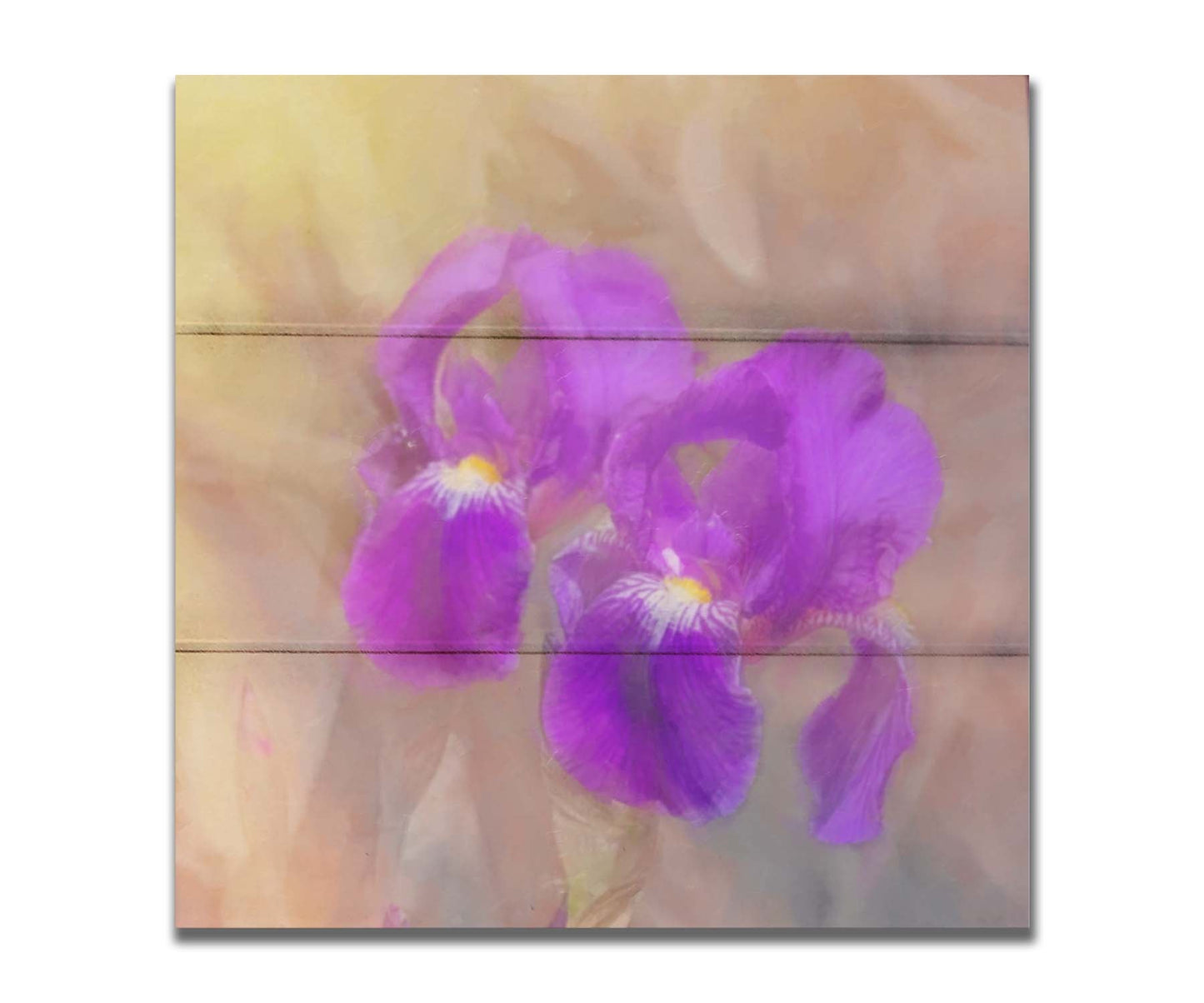 A photo of two purple irises against a brown background, textured to look like a painting. Printed on a box board.